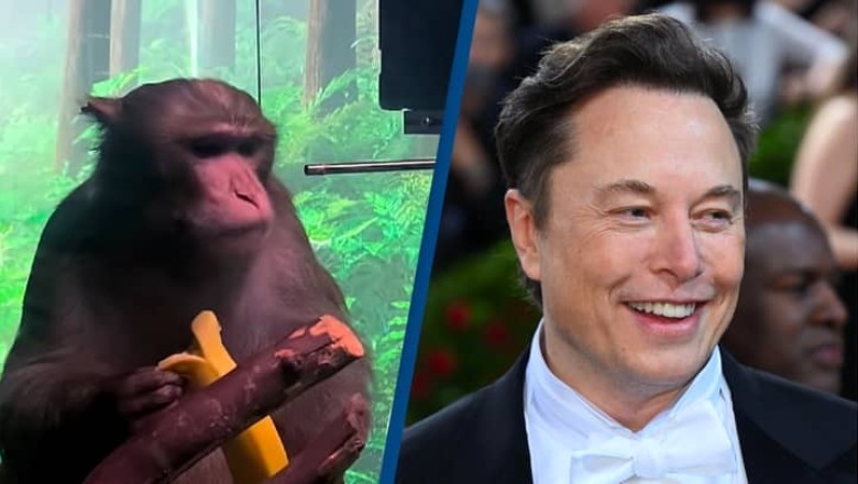 Elon Musk nën hetim. Neuralink vret mbi 1500 kafshë gjatë eksperimenteve për çipin në tru