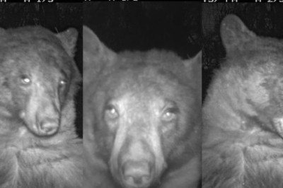 Njihuni me ariun që bëri 400 selfie!