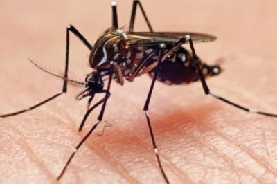 Studim/ Pickmi nga mushkonjat mund t’i përkasë së shkuarës!