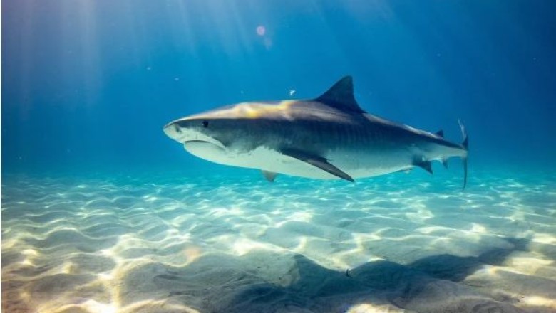 Teknologjia e re e aftë për të dokumentuar në distancë lindjen e të vegjëlve të peshkaqenëve!