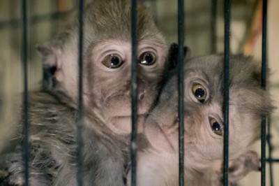 Gjigantët e teknologjisë përballen me gjoba për videot e dhunshme ndaj kafshëve